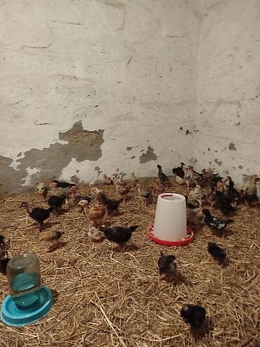 yeher satisi: 1 aylıq super seçmə boynu yoluğ kənd cücələri satılır, hamısı boynu — 2