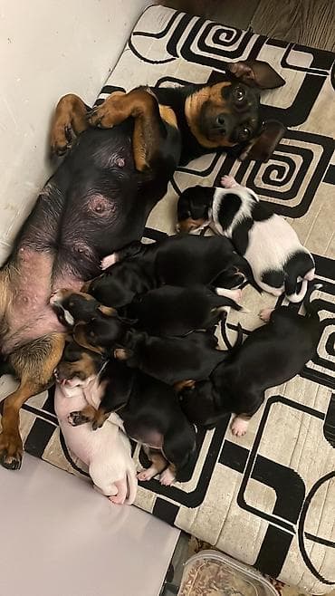 pitbul itlər: Sahibliyə verilən balaca itlər – qısayaqlı, uzun bədənli, qara-qəhvəyi — 1