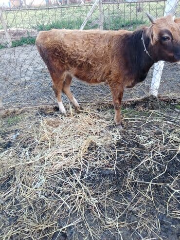 Inəklər, öküzlər: Hevan disdi superi bordağa damazdiqa yaraldi ciddi şexsler zeng vursun — 2