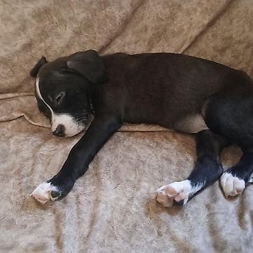 itlerin alisi: 3 ay, Dişi — 3