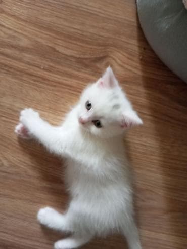 alman afcarkasi satisi: Şotland, Yaxşı əllərə — 2