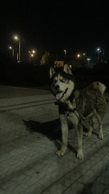 Xaski, 4 il, Erkek, Peyvəndli lalafo.az -da Xaski, 4 il, Erkek, Peyvəndli