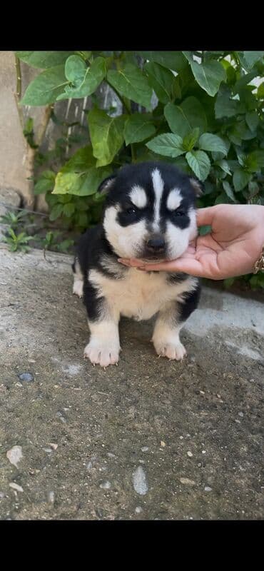 xaski it: Xaski, 1 ay, Dişi — 1