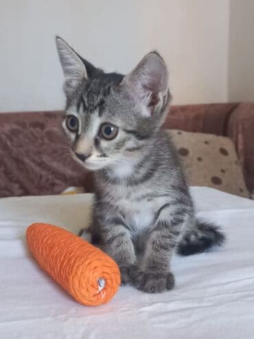 отдать котят в хорошие руки: В добрые руки — 7