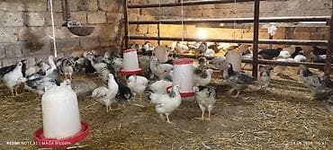 balaca cuce: Toyuq cücələri, Ətlik — 3