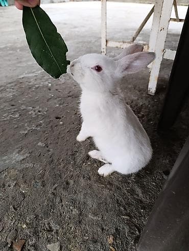 Asia: Ağ rəngli ev dovşanı - Xüsusiyyətlər: tamamilə ağ tüklü, qırmızımtıl — 3