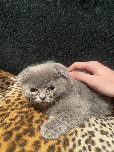 pişik şampunu: Şotland yastı qulaq, Dişi — 1