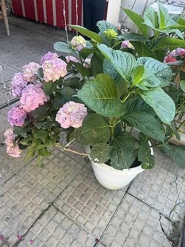 Çöl bitkiləri: Hortensiya (Hydrangea macrophylla) – qapalı/sahə üçün dekorativ dibçək — 3