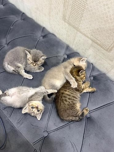 pişik dişi: Qızıl şinşilla, Dişi, Ödənişli çatdırılma — 3