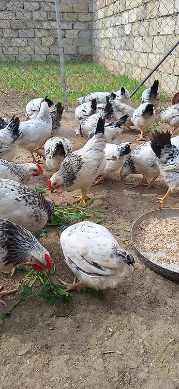 kend toyugu: Məhsul: Yerli toyuqlar (yumurta-ət tipi) Təsvir: - Ağ əsas rəngli — 6