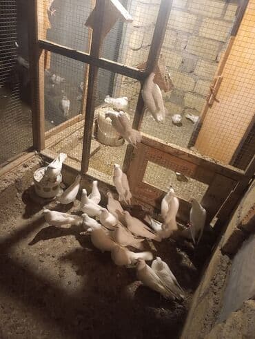 клетка для попугая купить: Məhsul: Qübbəli quşxanada saxlanan dekorativ göyərçinlər dəsti — 6