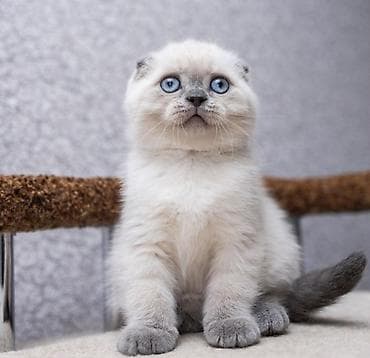 labrador satilir: Şotland yastı qulaq, Yaxşı əllərə — 5