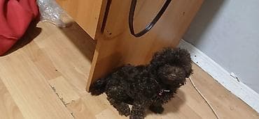 heyvan geyimleri: 1 ay, Erkek, Peyvəndli — 3