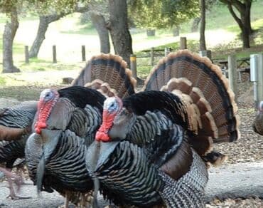 Yemlər: Hinduwka qiymet 2 sine aitdir.rayondan heveskarkimi alnib — 2