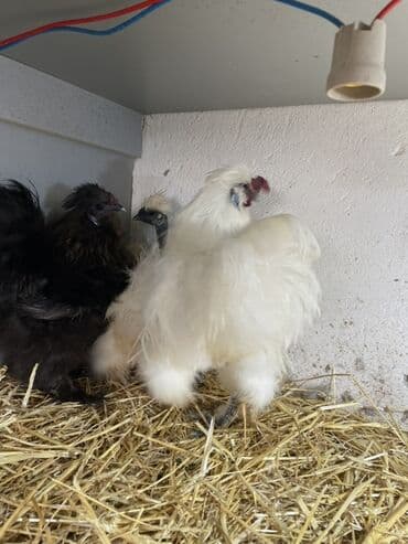 3 toyuq 3 gune 3 yumurta: Toyuq, Damazlıq, Ünvandan götürmə — 10