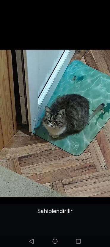 cins pisik satisi: Sahiblendirilir dişidi — 2