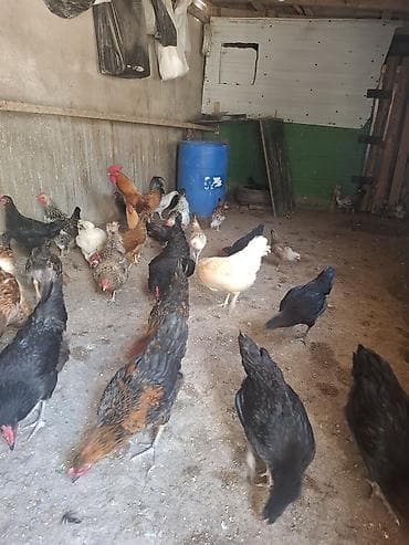 heyvan qəfəsi: 10 toyug 10 manatdan 1 xoruz 25 m 14 colpa 7 m 1 toyug 6 balsiyla 25 — 3