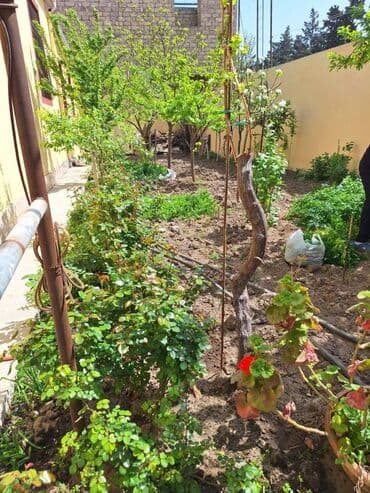 yeni evlər: 150 kv. m, 3 otaqlı, Qaz, İşıq, Su — 16