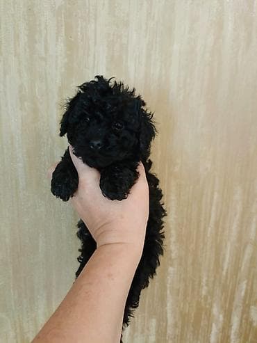 Pudel, 2 ay, Erkek, Peyvəndli, Ödənişli çatdırılma lalafo.az -da Pudel, 2 ay, Erkek, Peyvəndli, Ödənişli çatdırılma