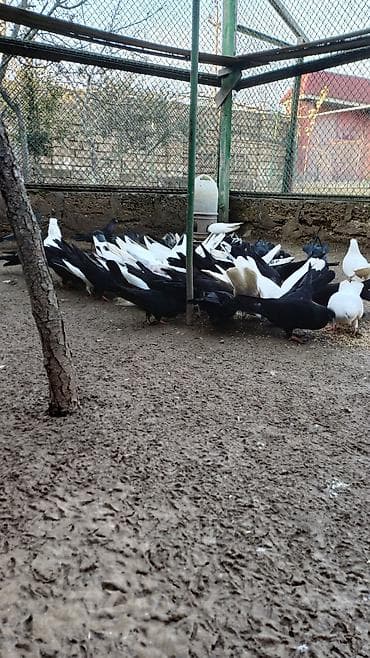 ağ baliq: Çölə-buraxılan göyərçin sürüsü - Rənglər: qara, ağ və qarışıq (alaca) — 2