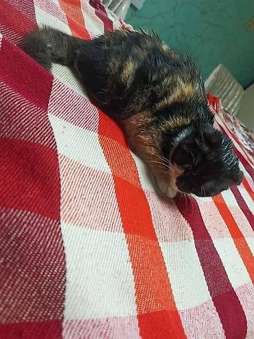 pisiyler: Şotland — 8