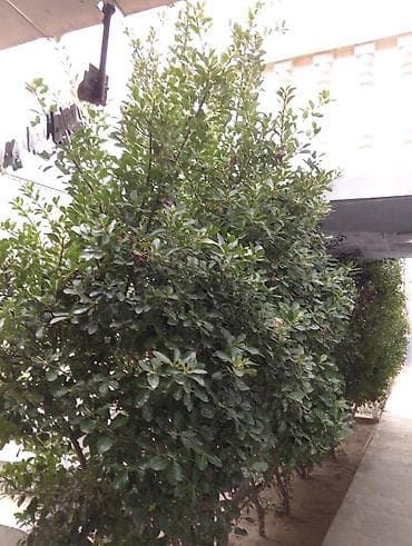 Букетные цветы: Hər zaman yaşıl ağaclar satılır 3ədəd hər biri 1000 m 17ilin — 1