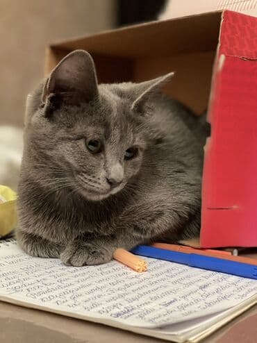 britan pisiyi: Britan — 2