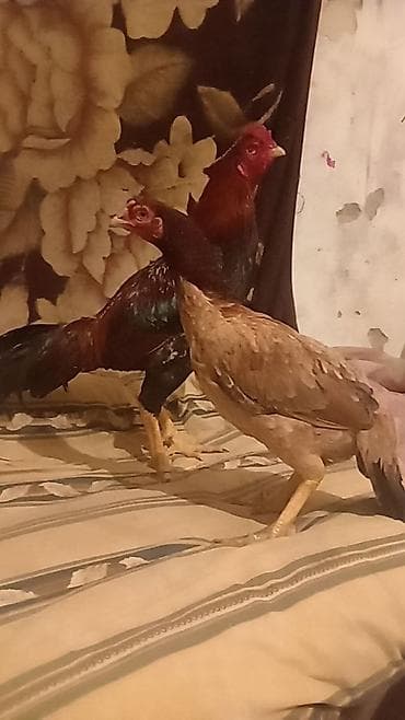 Toyuq, Damazlıq lalafo.az -da Toyuq, Damazlıq