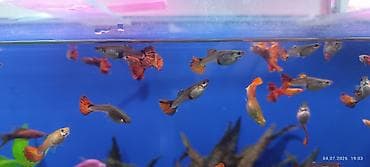 zavod akvarium: Гуппи, Мирные, Самовывоз — 2