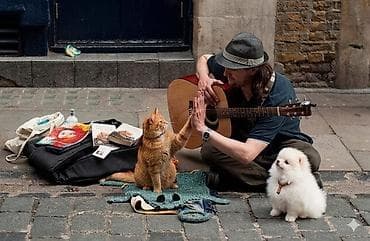 kurt: ​Evdə it pişiyin gündəlik həftəlik və ya aylıq baxılması 🐱 🐕 🐶 — 1