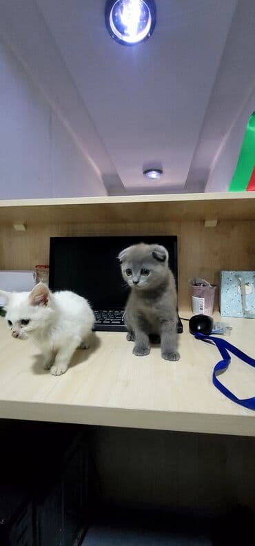 ağ pişiy: Şotland yastı qulaq, Dişi — 2