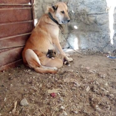 it sortları: Pitbul — 7