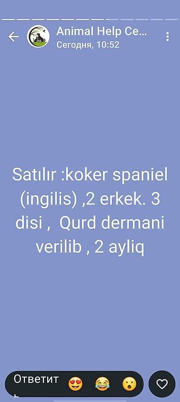 zvanok balaları: Koker spaniyel, 2 ay — 1