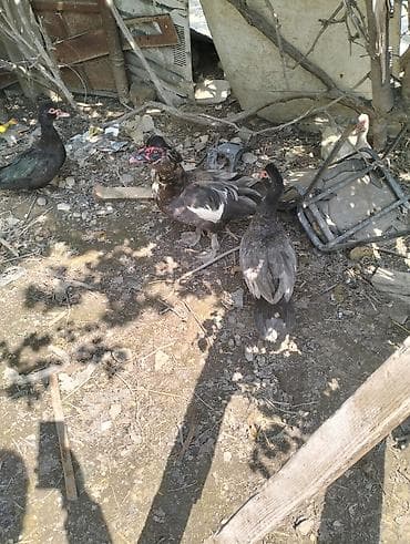 Dişi, | Lal ördək, Damazlıq