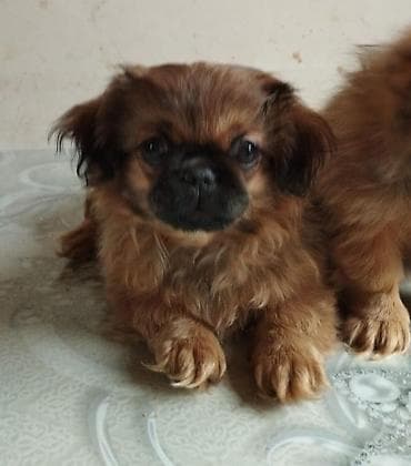 barter itlə: Pekines, 2 ay, Peyvəndli, Ödənişli çatdırılma — 7