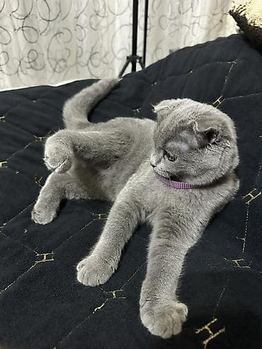 syam pişik: Şotland — 3