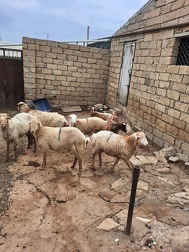 coban iti adları: Quzu və qoyunlar – yerli ətlik sürü - Növ: yerli ətlik qoyunlar — 6