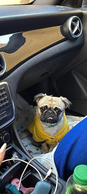 pitbull itlər: Mops — 1