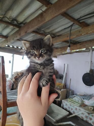 itlerin satisi ve qiymetleri: Yaxşı əllərə — 8