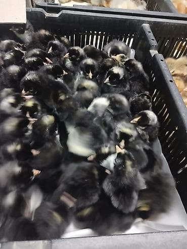 it yuvası satilir: 15 günlük süper lider cucesi vaxsinadiyalari verilib Saba lasota — 8