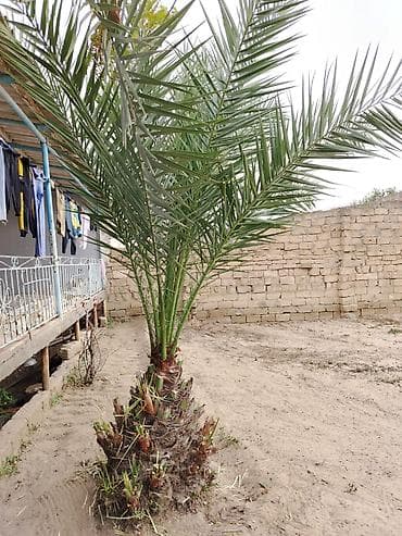 kala bitkisi: 2ədəd xurma ağacı 7-8 ilin ağaclarıdı Normal həyətdə qulluğ olunub,heç — 1