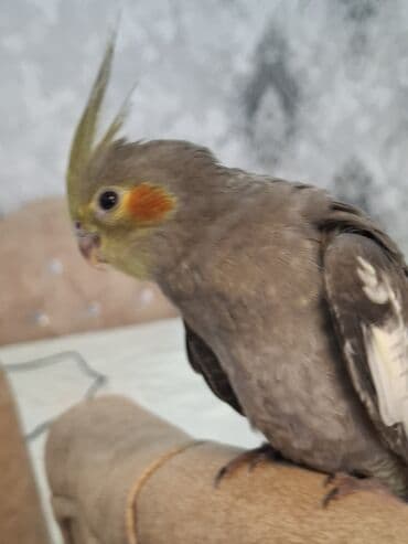 Pişiklər: Salam oz qusumun balasidi 1 ay yarimliqdi. ev seraitinde saxlamisam — 3