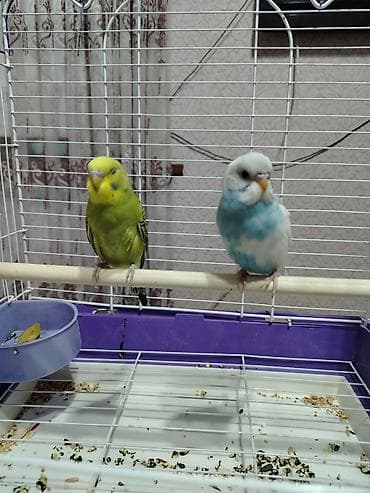 Heyvanlar üçün mallar: Bir dişi bir erkək quş. Qəfəs və yemlə birlikdə 50 azn. Sağlam — 1