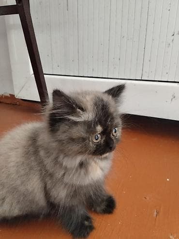 pişik pers: Şotland uzun tüklü, Ödənişli çatdırılma — 4