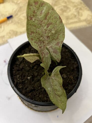 pekan qozu qiymeti: Butun guleri endirimnen satiram ancag xanimlara satiw olur cox gul — 2