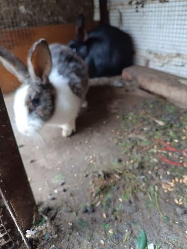 Сельхоз птицы: Saglam heyvanlardi bir erkey iki disidi istesen maraqlana biler — 6