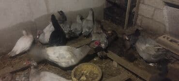 Gəmiricilər: Həm kəsilməli həm də damazlıq lal ördəklər.Qiymətlər ölçülərinə görə — 4