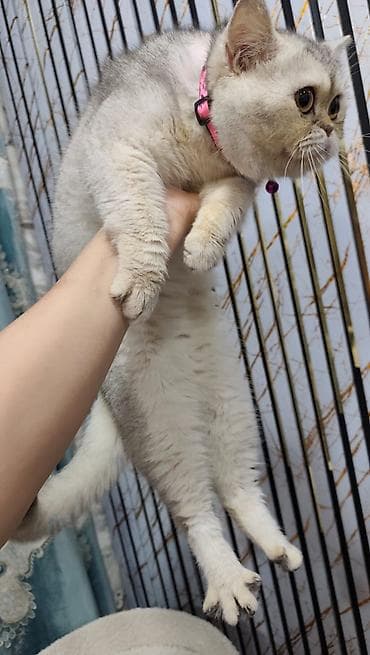 it pişik: Şinşilla — 3