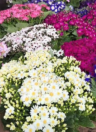 gul toxumlari satisi: Catrlma odenislidir Məhsul: Qapalı və açıq məkanlar üçün saksı — 2