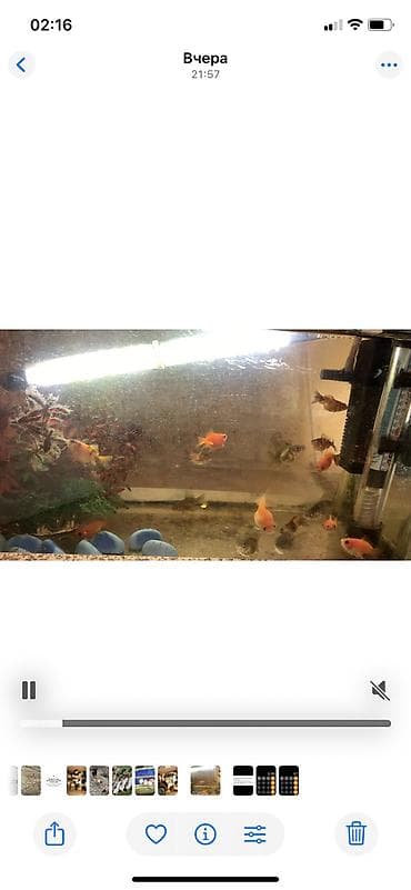 balaca heyvanlar: Tetra balığı, Sülhsevər — 1